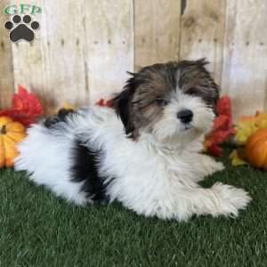 Carson, Biewer Terrier Puppy